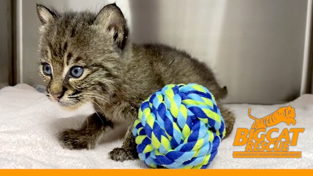 Baby Bobcat Arrives In Critical Condi...