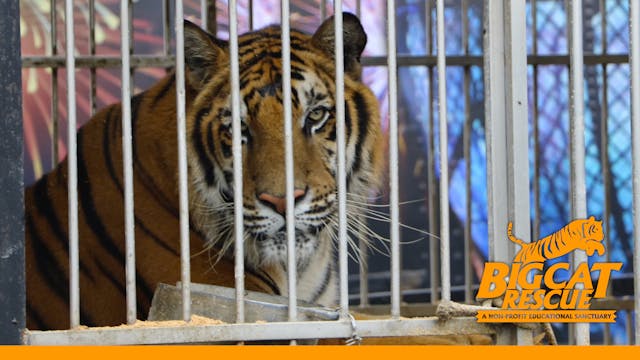 Circus Tiger's Story To A Happier Life