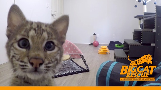 Baby Bobcat Zoomies