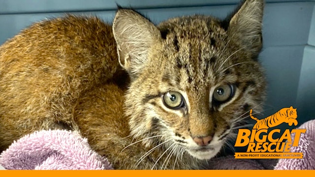 Baby Bobcat Arrives Injured