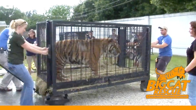 3 Tigers Rescued from NY “Sanctuary”