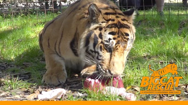 Valentine's Treats For The Tiger Boys