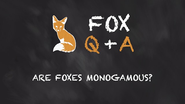 Are Foxes Monogamous