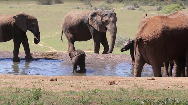 Baby boom good news for Addo elephants!