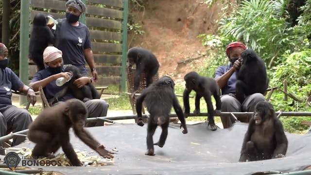 Bonobos + Trampoline Equals Fun!