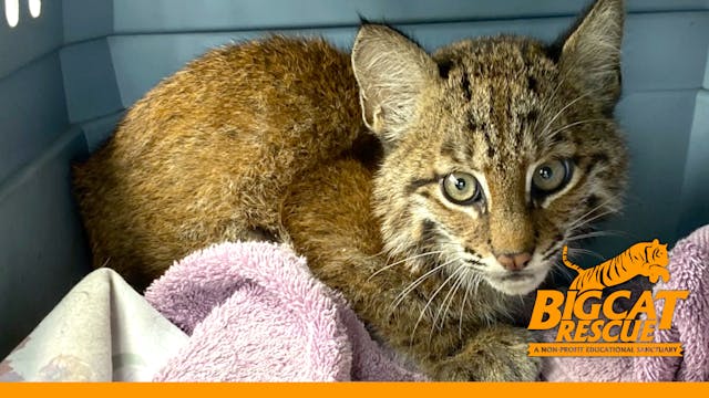 BCR-Rehab-21_Baby Bobcat Arrives Injured