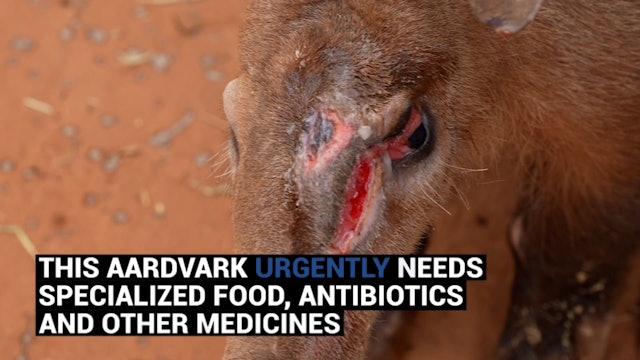 Specialized food, antibiotics and other medicines URGENTLY NEEDED to survive!
