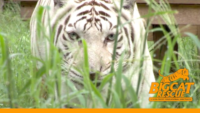 White Tigers - Cruelty NOT Conservation