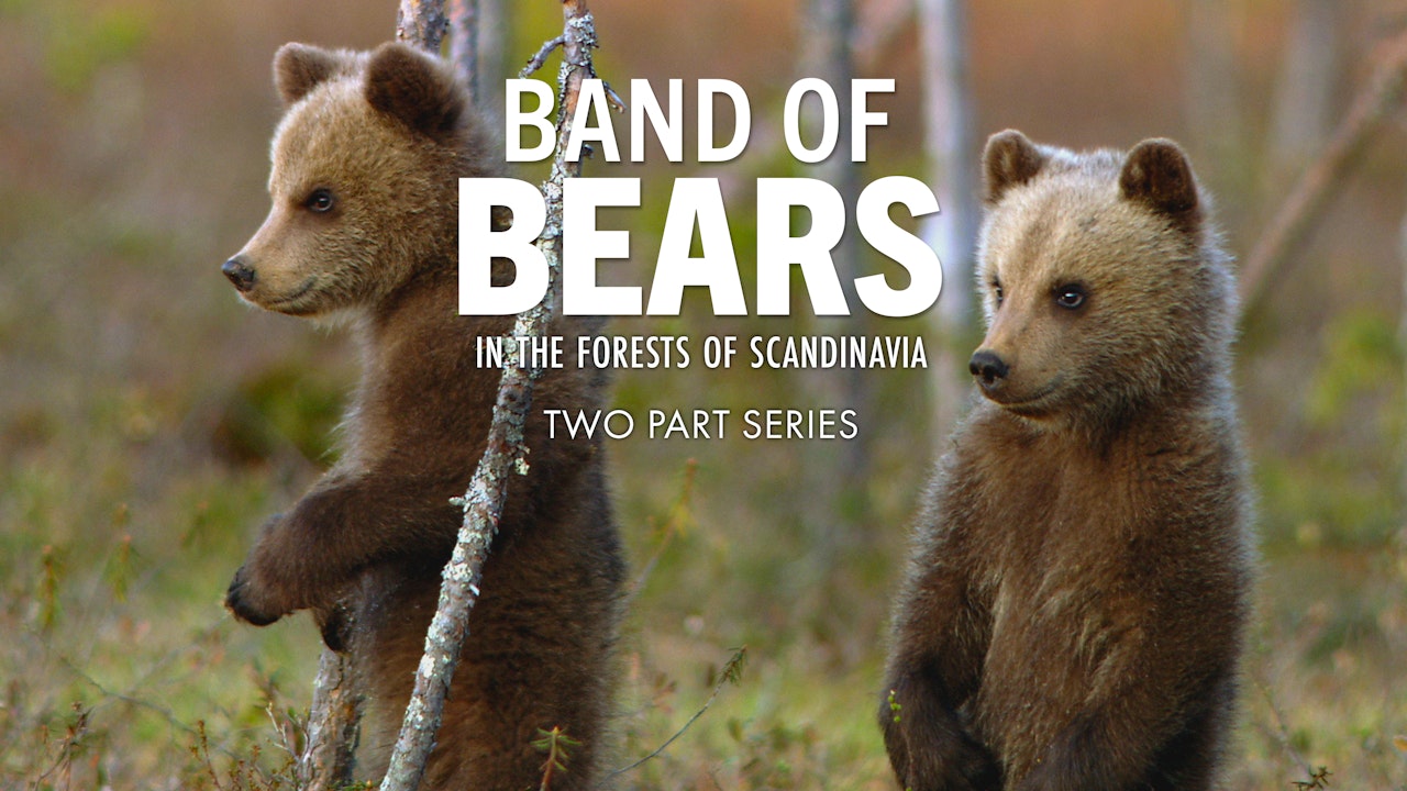 Band of Bears
