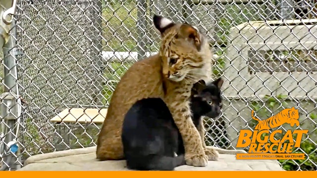 Baby Bobcat Makes Friends With Feral Kittens