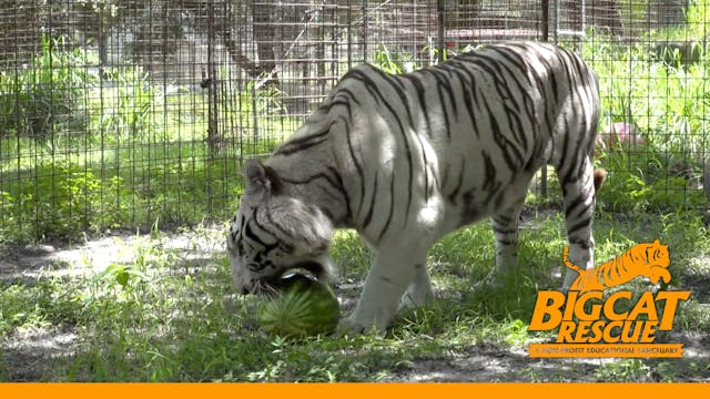 New White Tiger At Big Cat Rescue