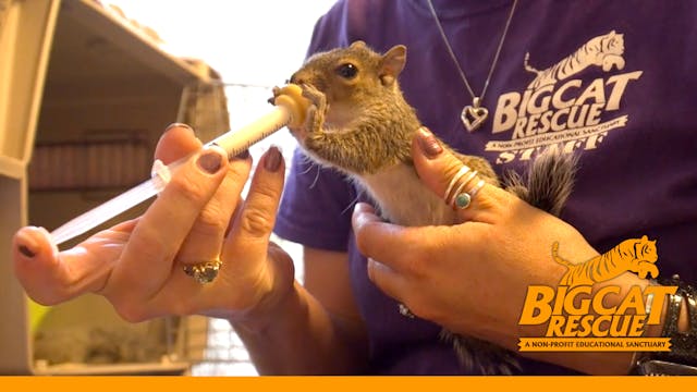 Big Cat Rescue Is Getting Squirrley