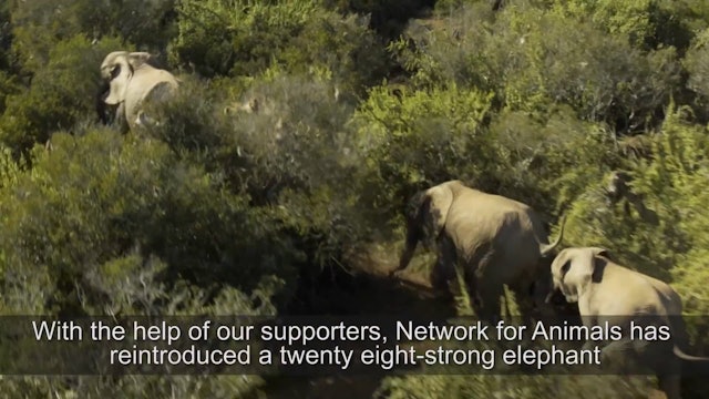 Elephant herd relocated thanks to Network for Animals' Supporters