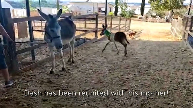 Dash The Brutalized Baby Donkey Is REUNITED With His Mother!