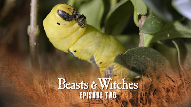 Beasts & Witches: Hidden Life in the ...