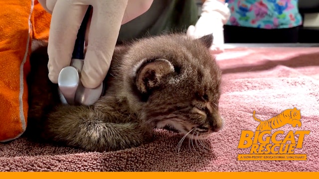 Trying To Save A Baby Bobcat's Life