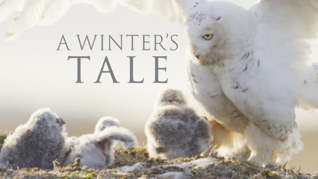 A Winters Tale Snowy Owls