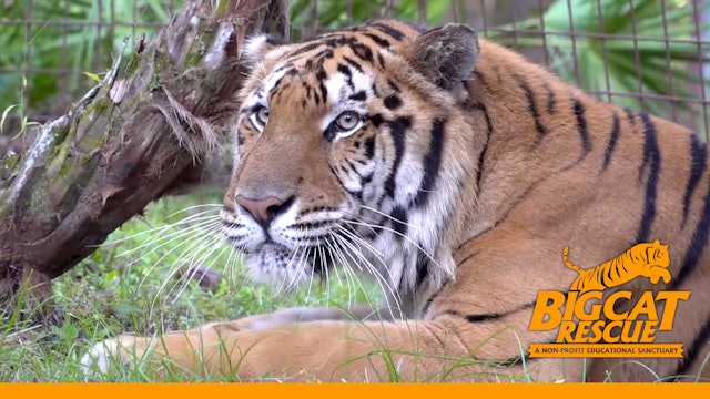 Thank You From Big Cat Rescue