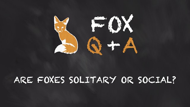 Are Foxes Solitary or Social?