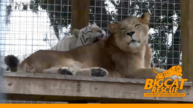 Lion Reunites With His White Tiger