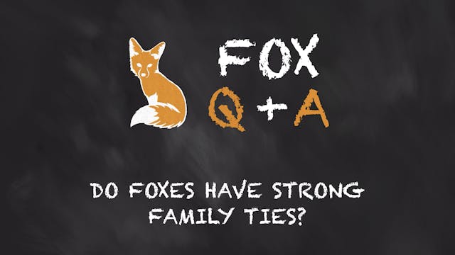 Do Foxes have strong family ties