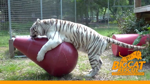 New Toy For A White Tiger