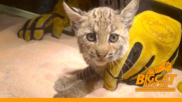 Baby Bobcat Seeks Help