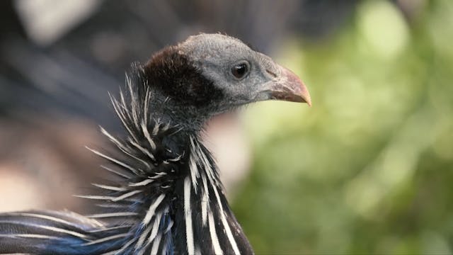 Vulturine Guinea Fowls