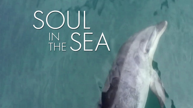 Soul In the Sea