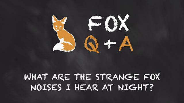 What are the strange fox noises I hea...