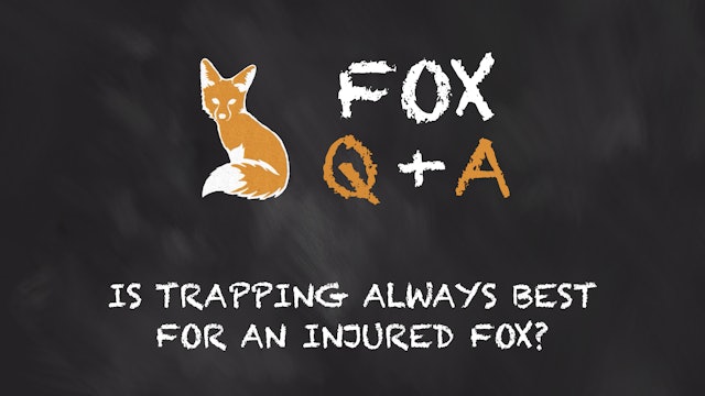 Is trapping always best for an injured fox