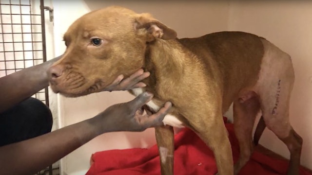12 dogs in desperate need are now receiving life-saving medical treatment!
