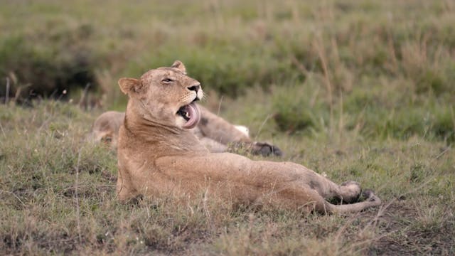 Samburu Lions 