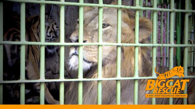 LIONS TIGERS Escape! Ohio....Freedom ...
