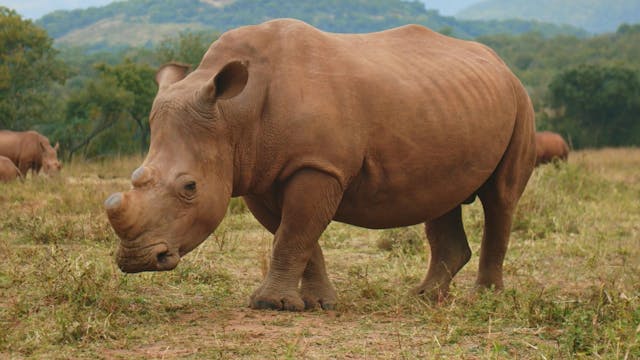 3 Amazing Ways Rhinos Communicate