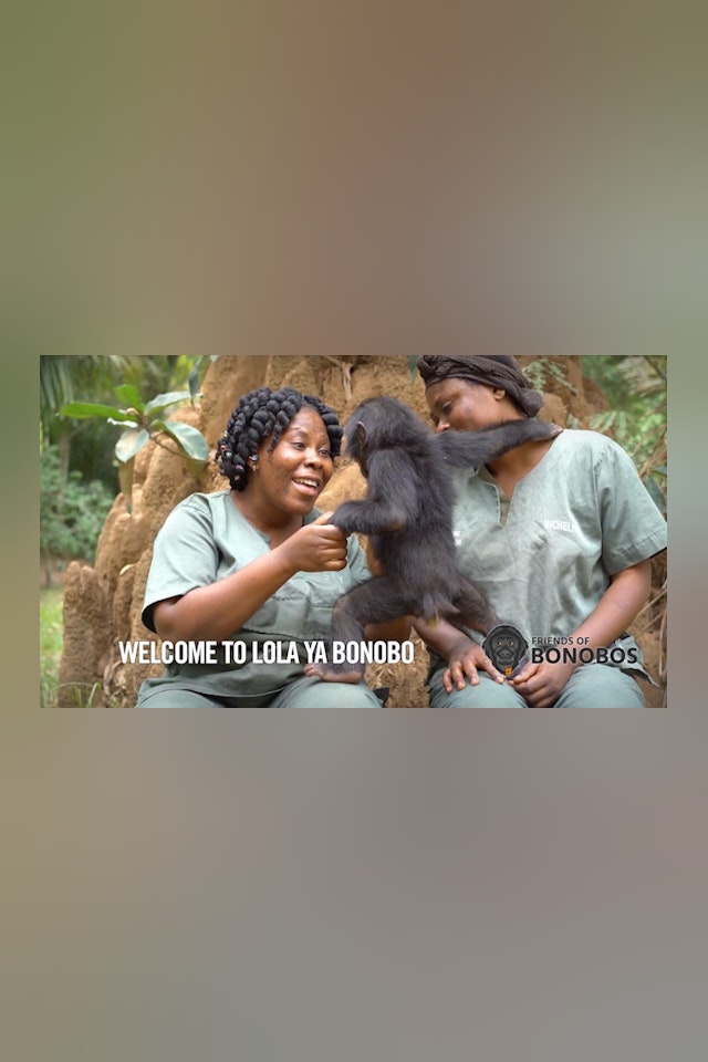 Welcome to Lola Ya Bonobo