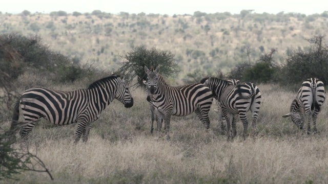 Grevy's Zebra in Kenya 
