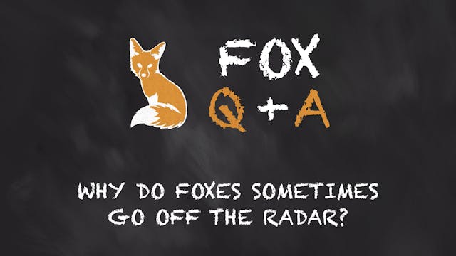 Why do foxes sometimes go off the radar