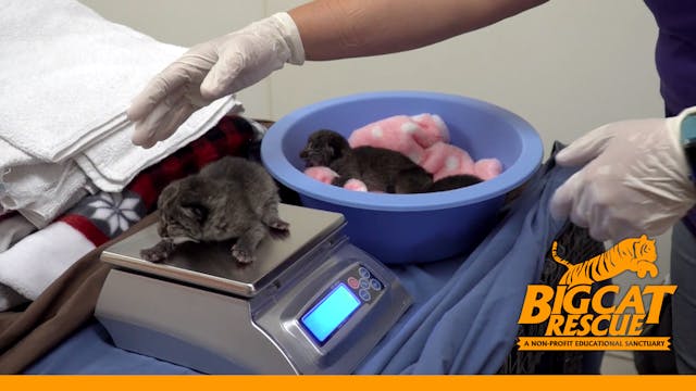 Bobcat Gives Birth To Babies