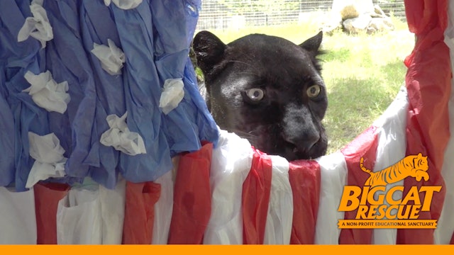 Treats For The Fourth With BIG Cats