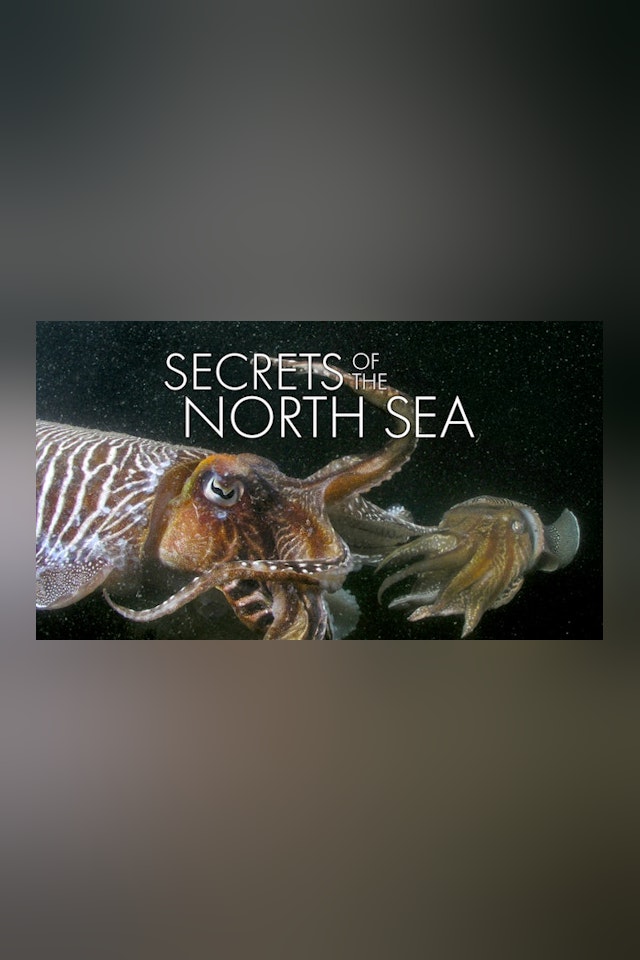Secrets Of The North Sea