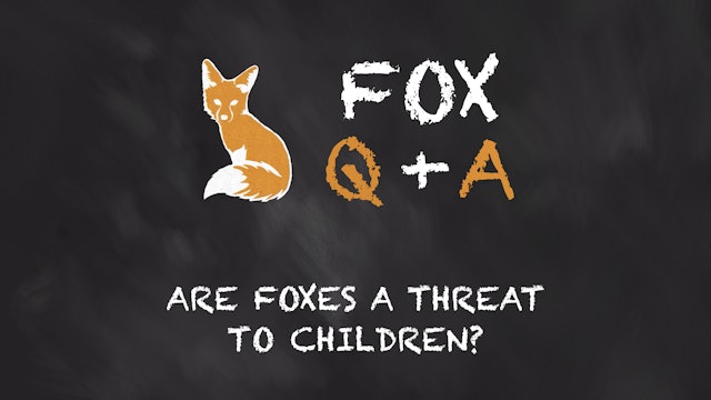 Are Foxes a threat to Kids