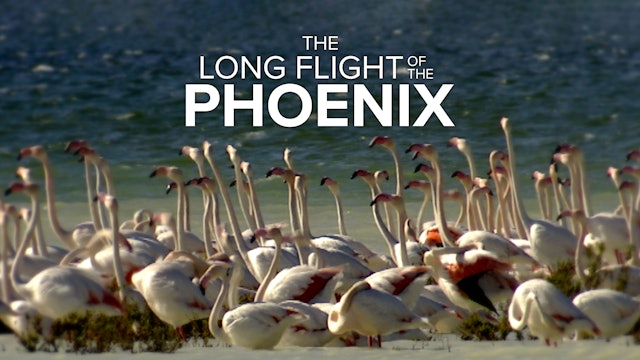 The Long Flight of the Phoenix