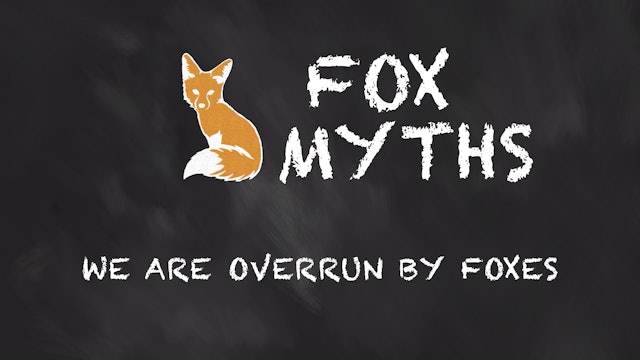 We are overrun by Foxes