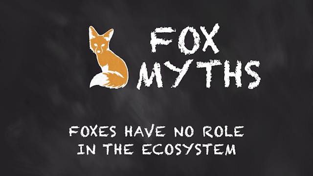 Foxes have no role in ecosystem