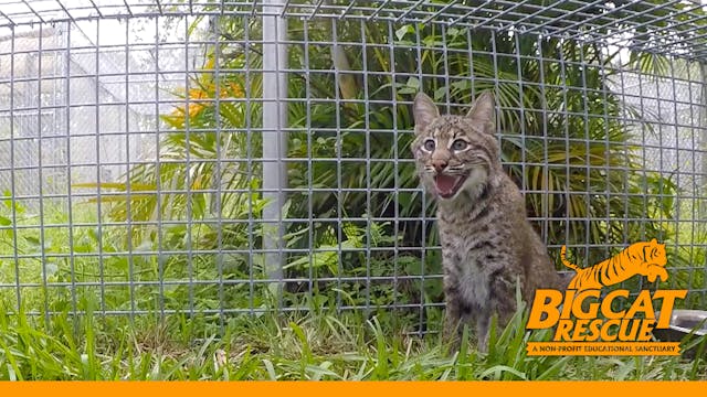 A Special Bobcat Update - Part 2