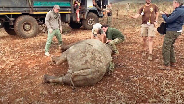 Incredible Rhino Rescue | E8 Part 2