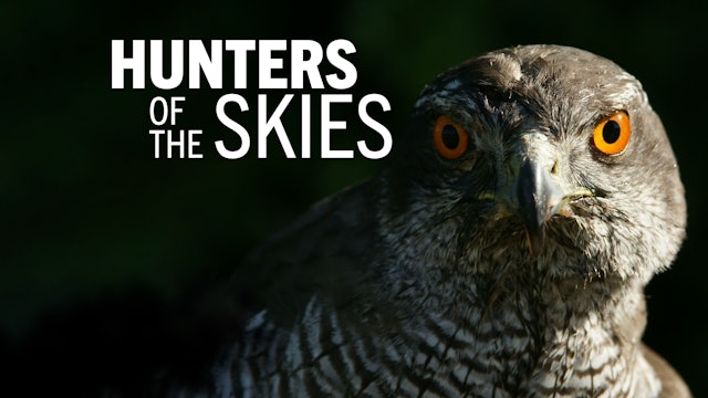Hunters of The Skies