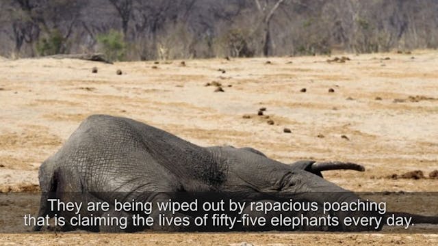 55 wild elephants are dying every day...
