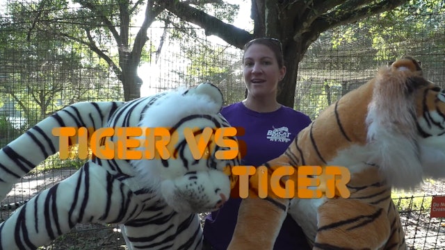 Tiger VS Tiger
